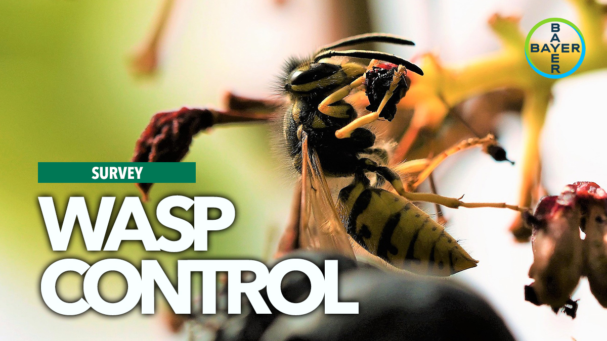 bayer wasp control survey bayer wasp control survey